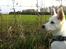 Blanding af racer Cuba, Malamute / hvid schæfer / Samojedhund - 13 uger