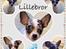 Chihuahua Lillebror