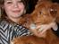 Nova scotia duck tolling retriever Maiko