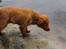 Nova scotia duck tolling retriever Maiko