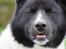 Karelsk bjørnehund Bastian