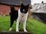 Karelsk bjørnehund Bastian