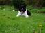 Karelsk bjørnehund Bastian
