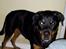 Rottweiler Coco . R.I.P
