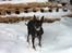 Dvaergpinscher King (2003 - 2016)