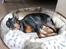 Dvaergpinscher King (2003 - 2016)