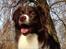 Australian shepherd Bosco