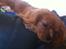 Cavalier king charles spaniel Bastian