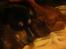 Cavalier king charles spaniel Bastian