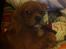 Cavalier king charles spaniel Bastian