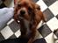 Cavalier king charles spaniel Bastian