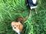 Cavalier king charles spaniel Bastian