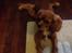 Cavalier king charles spaniel Bastian
