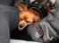 Cavalier king charles spaniel Bastian