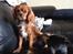 Cavalier king charles spaniel Bastian