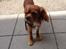 Cavalier king charles spaniel Bastian