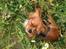 Cavalier king charles spaniel Bastian