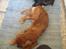 Cavalier king charles spaniel Bastian