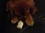 Cavalier king charles spaniel Bastian