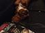 Cavalier king charles spaniel Bastian