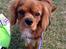Cavalier king charles spaniel Bastian