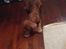 Cavalier king charles spaniel Bastian
