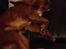 Cavalier king charles spaniel Bastian