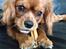 Cavalier king charles spaniel Bastian