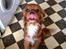 Cavalier king charles spaniel Bastian