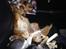 Cavalier king charles spaniel Bastian