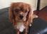 Cavalier king charles spaniel Bastian