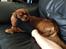 Cavalier king charles spaniel Bastian
