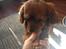 Cavalier king charles spaniel Bastian