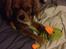 Cavalier king charles spaniel Bastian