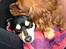 Cavalier king charles spaniel Bastian