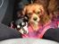 Cavalier king charles spaniel Bastian