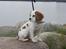 Cavalier king charles spaniel Holsteins Indi