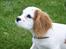 Cavalier king charles spaniel Holsteins Indi