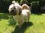 Shih tzu Tinka