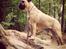 Bullmastiff Raya (Bullgrin's 'N Librrani No Mercy)