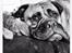 Bullmastiff Raya (Bullgrin's 'N Librrani No Mercy)