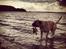 Bullmastiff Raya (Bullgrin's 'N Librrani No Mercy)