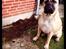 Bullmastiff Raya (Bullgrin's 'N Librrani No Mercy)