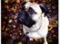 Bullmastiff Raya (Bullgrin's 'N Librrani No Mercy)