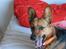 Blanding af racer Foxy