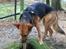 Blanding af racer Foxy