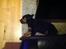 Rottweiler Jason