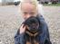 Rottweiler Jason
