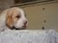 Beagle **Modi** - Her har han lige fået øjne