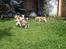 Beagle **Modi** - Der leges i haven